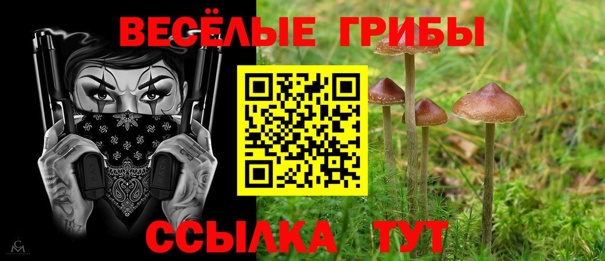 Заволжье  Галлюциногенные грибы Cubensis  где найти   Вход с VPN 
